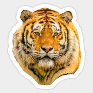 Siberian Tiger Sticker